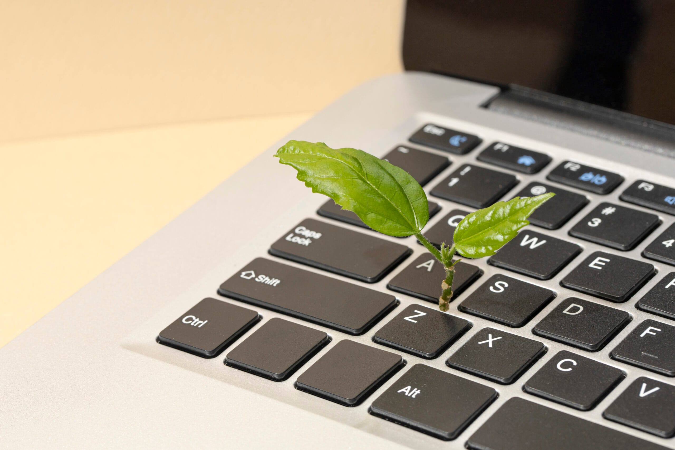 Desarrollo web ecológico (green web): guía para un internet sostenible