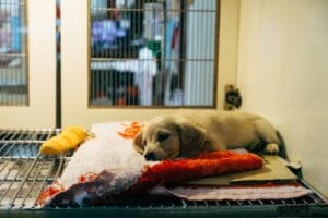 Cómo hacer marketing digital para tu clínica veterinaria